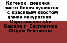 Котенок, девочка 1.5, чисто белая пушистая, с красивым хвостом,умная,аккуратная. - Саратовская обл., Самара г. Бесплатное » Отдам бесплатно   